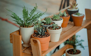 12 super easy houseplants you can’t forget to care for